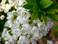 Весенний цвет