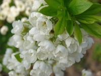 Весенний цвет