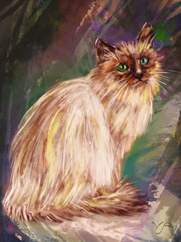 cat