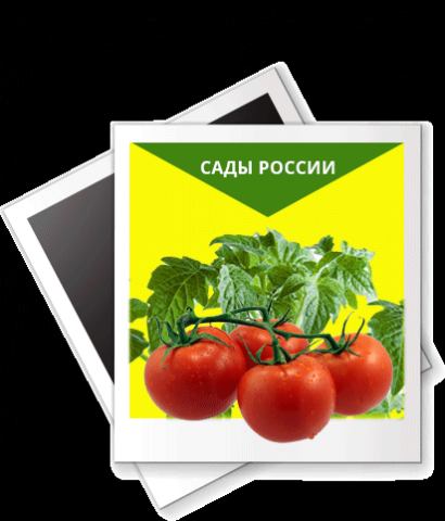 Продажа семян томатов