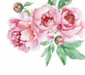 Peonies