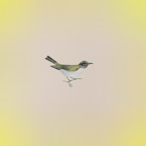 птица. фотошоп. акварель