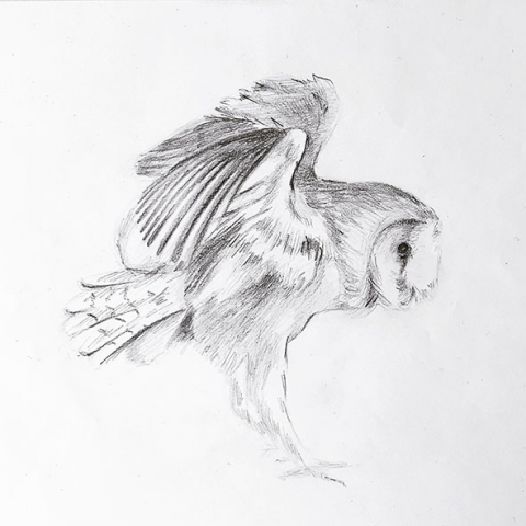сова. карандаш