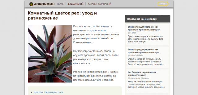 Цветок Рэо