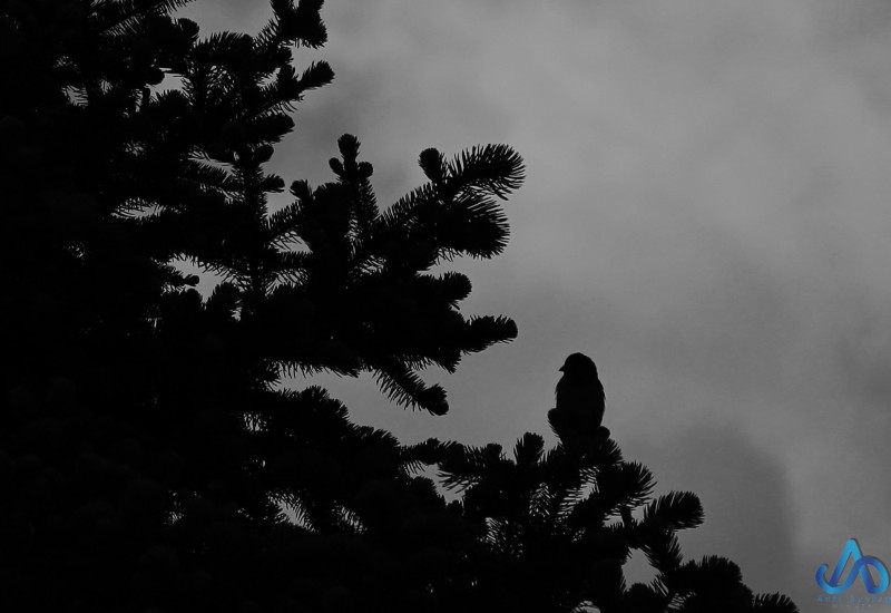 pic2366765.jpg