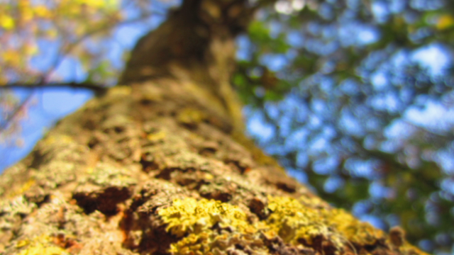 tree