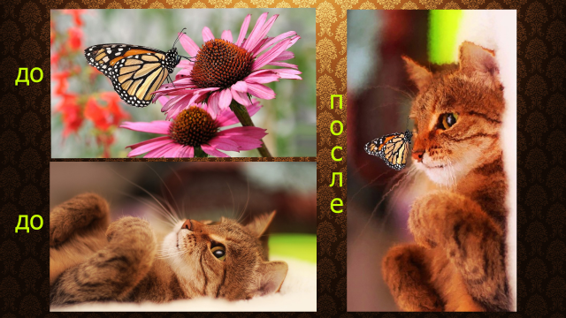 котик с бабочкой