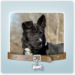 Приют для животных Бирюлево