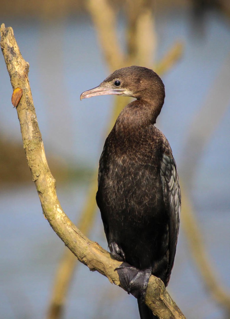 pic3332682.jpg