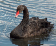 Австралийский Перт - город черных лебедей