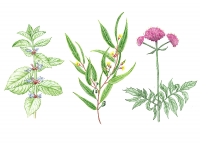 Иллюстрация для компании Амидосоль