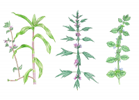 Иллюстрация для компании Амидосоль