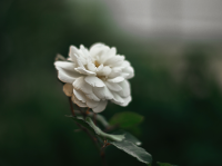 Работа 3052756