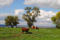 Коровы