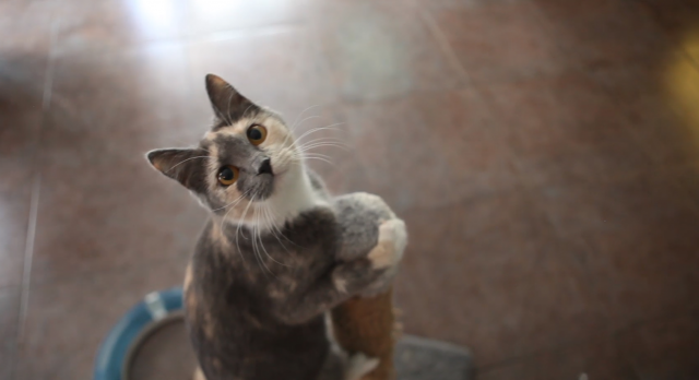 Котокафе "Республика кошек"