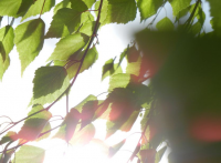 Листья березы