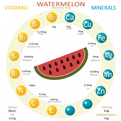 Infographics about nutrients in watermelon