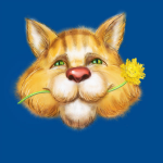Рыжий кот