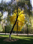 Осенний фрагмент