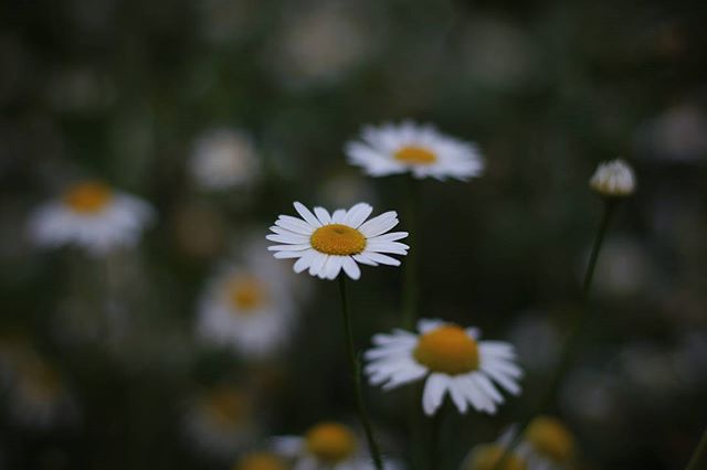 pic3192672.jpg