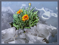 Первые цветы