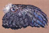 Этюд глазастого крыла.