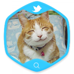 Продвижение Nomadа Korovanova в twitter