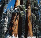 Архангельский зимний лес