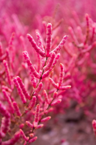 Цветы на пляже лимана