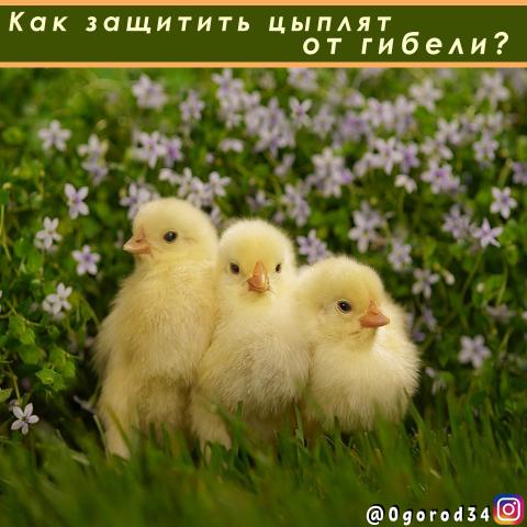 Пост в инстаграм