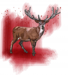 deer
