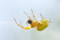 Паук Araniella sp.