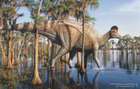 Corythosaurus casuarius