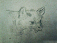 The cat