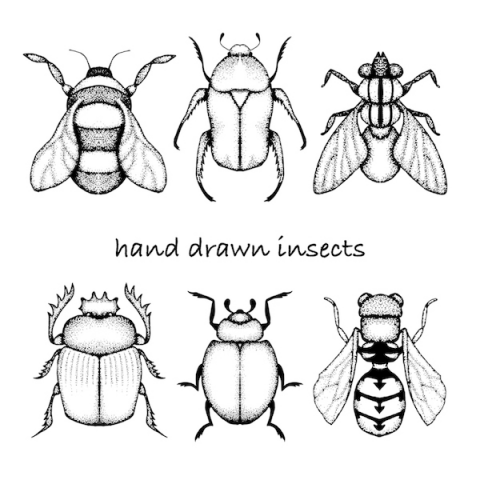 Insects