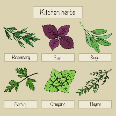 Kitchen Herbs