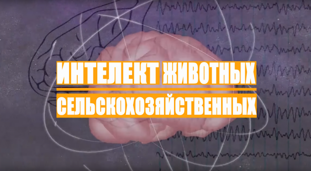 Интеллект сельскохозяйственных животных