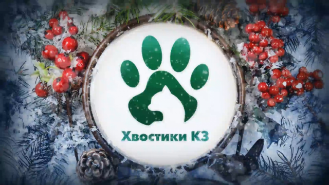 Слайдшоу «Хвостики КЗ»