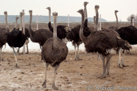 На страусиной ферме в январе