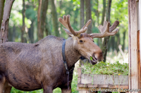 На Сумароковской лосиной ферме (Костромская область)