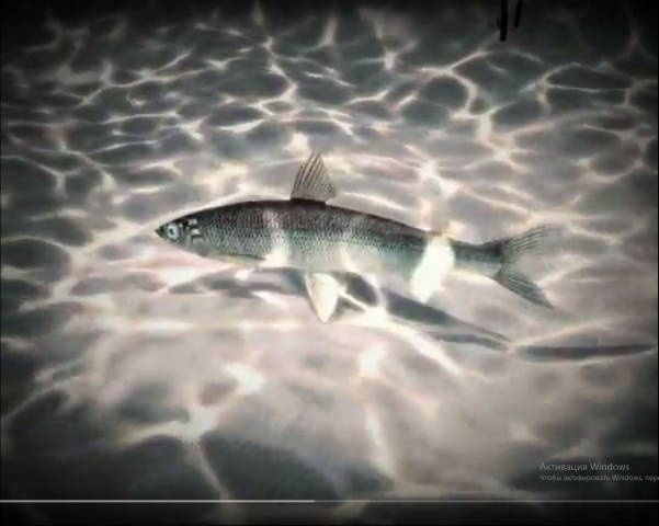 Графика к научному фильму о промысле рыбы на реке Лена