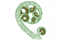 Папоротник