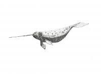 Waterspace Narwhal