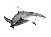 Waterspace Shark