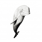 Waterspace Dolphin