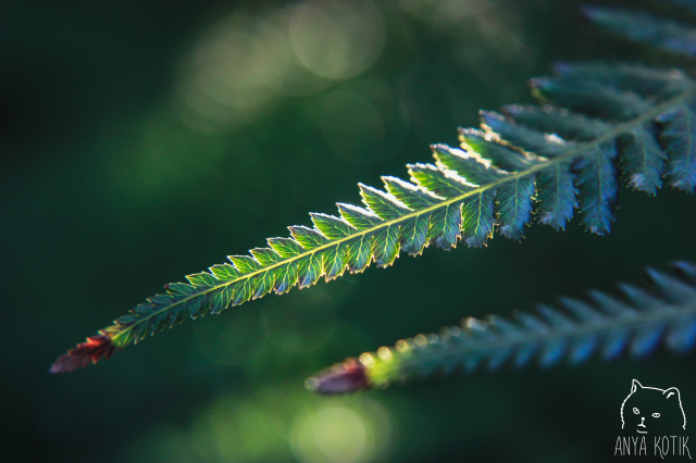 Nature