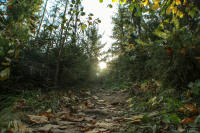 Работа 3103142