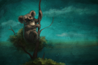 Koala