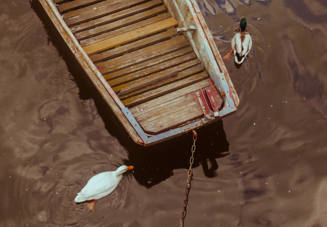 dukyducks