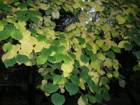 Работа 2633619